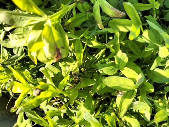 السلام عليكم ورحمة الله وبركاته 
تم فحص منطقة الجذور وليس بها شئ 
هذه الأعراض قبل الري لكن كان فيه فترة عطش طويلة 50 يوم 
لا يوجد رش